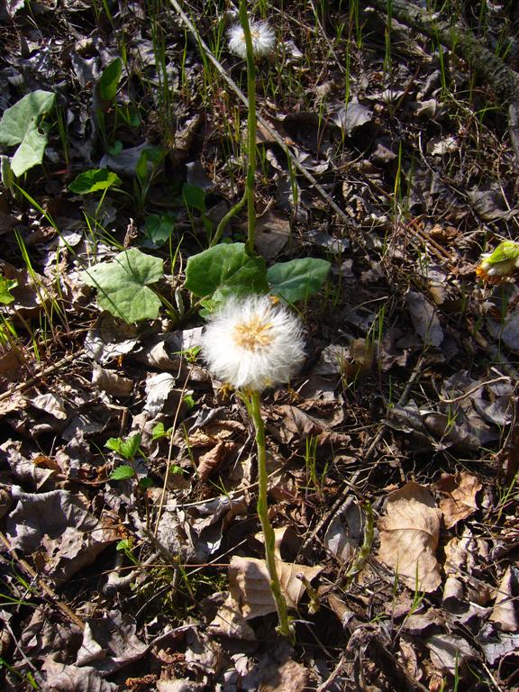 Tussilago farfara - Tossilaggine